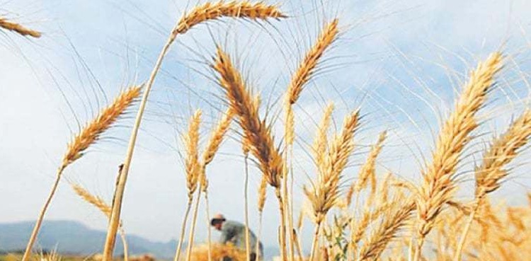 Sindh govt starts wheat procurement, establishes centres: food department