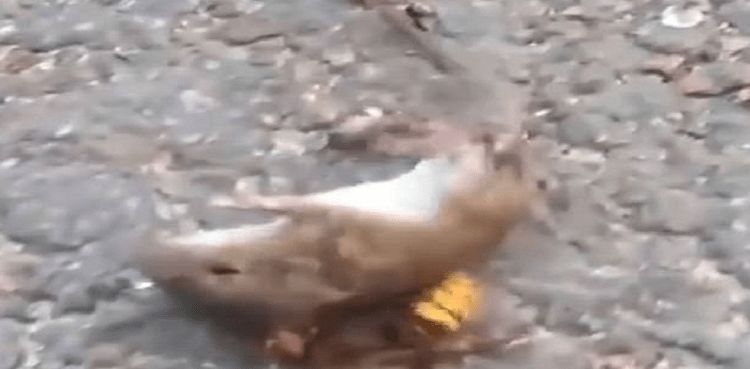 Terrifying moment a ‘murder hornet’ kills a mouse in under one minute