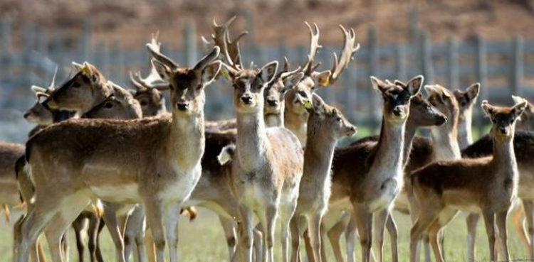 Mithi court grants physical remand of three deer hunters