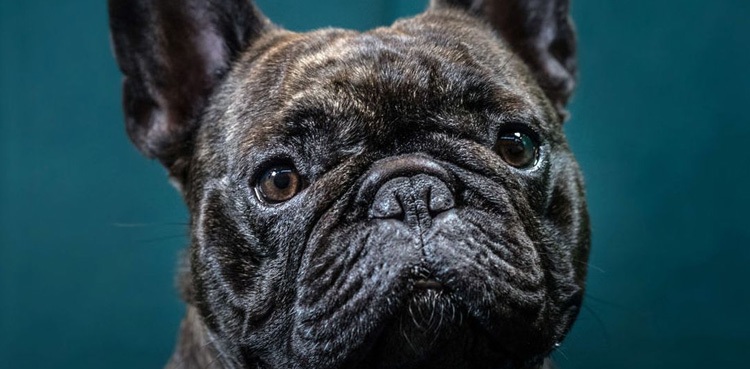 Woman attacked, killed by pet dog inside home