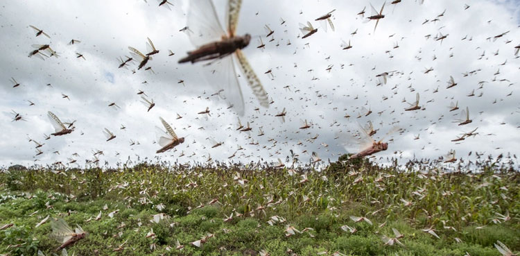 Fed govt plans to generate revenue using locusts