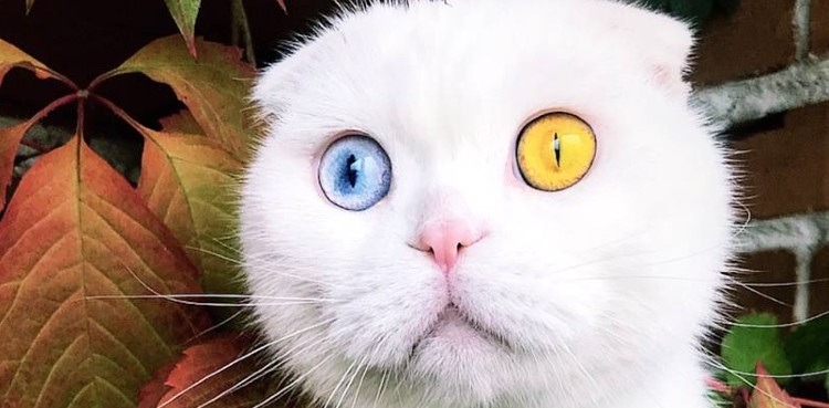 Stunning odd-eyed cat’s video goes viral
