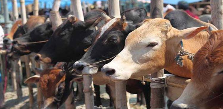 Authorities in full swing against illegal cattle markets in Karachi