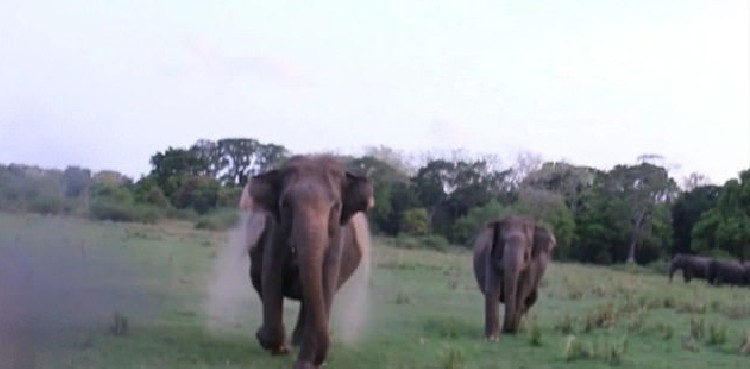 WATCH: Two wild elephants chase tourists on Srilankan Safari