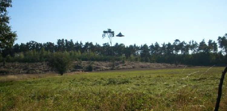 Clear photos emerge of UFO hovering in forest at daytime