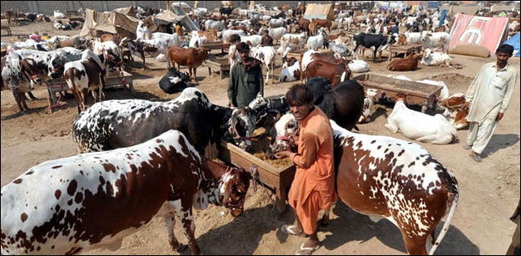 Buyers head towards Karachi cattle market as Eidul Adha approaches