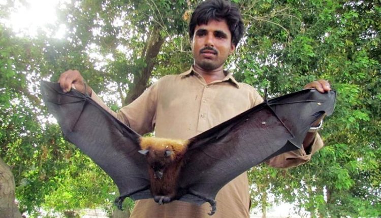 Flocks of wild bats attack mango, banana farms in Nawabshah