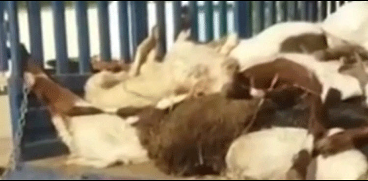 Truck loaded with sacrificial goats snatched in Karachi