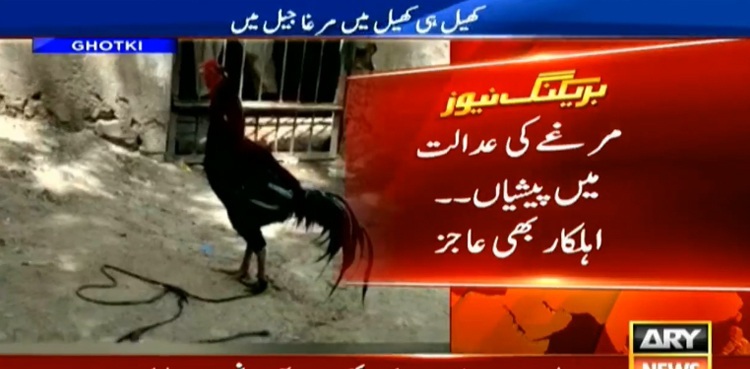 'Rooster' faces court hearings in Ghotki, fails to get 'bail'