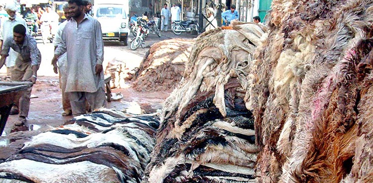 Eidul Azha code of conduct: Banned orgs barred to collect sacrificial hides in KP