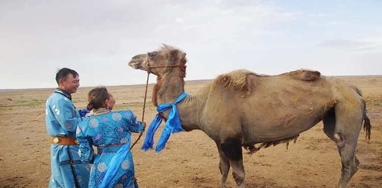 Faithful camel walks alone for seven days to find former owners