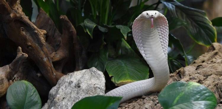 Cobra turns into a celebrity