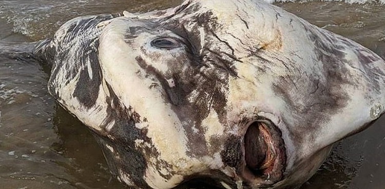‘Alien-like’ creature washes up on Australian beach