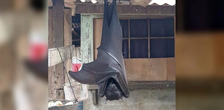 Photo of ‘human-sized' bat leaves social media users horrified