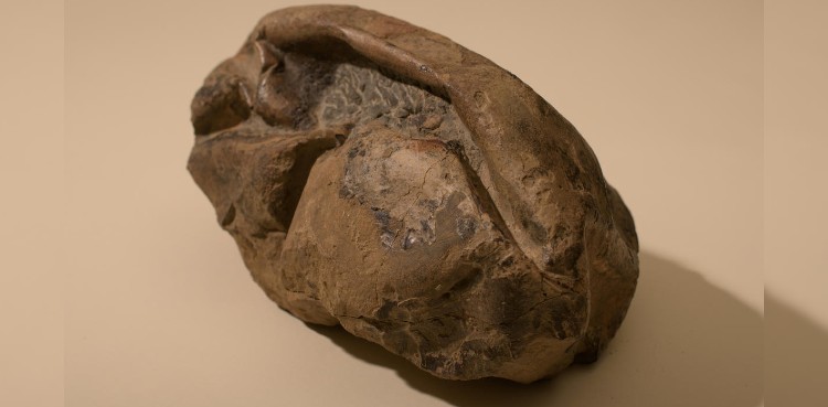 Antarctica's 'deflated football' fossil is world's second-biggest egg