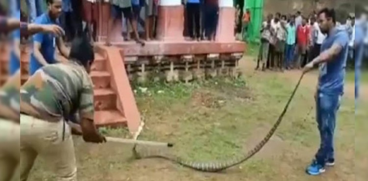 WATCH: 10-foot king cobra putting up fierce fight before being captured