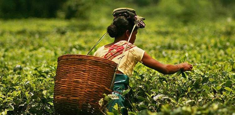 Sri Lanka set to start tea-for-oil barter with Iran