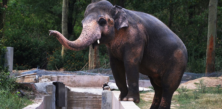Visas issued to int'l wildlife experts for health examination of 'Kaavan'