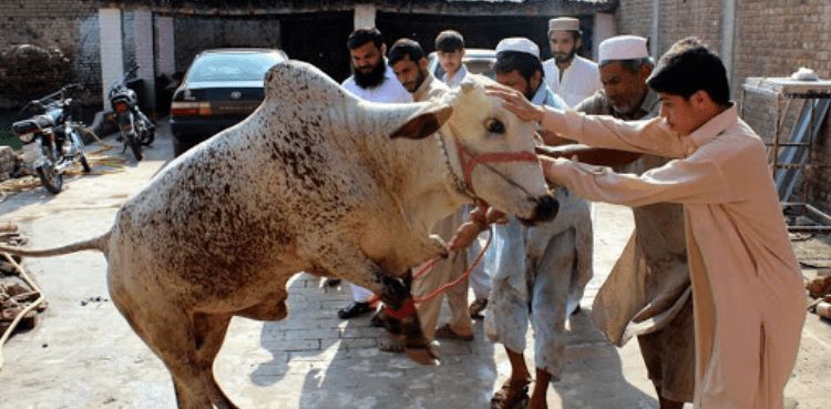 Eid-ul-Azha festivities, animal sacrifices continue on second day