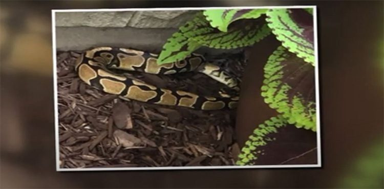 Woman locks herself in house after 4-foot python shows up at doorstep