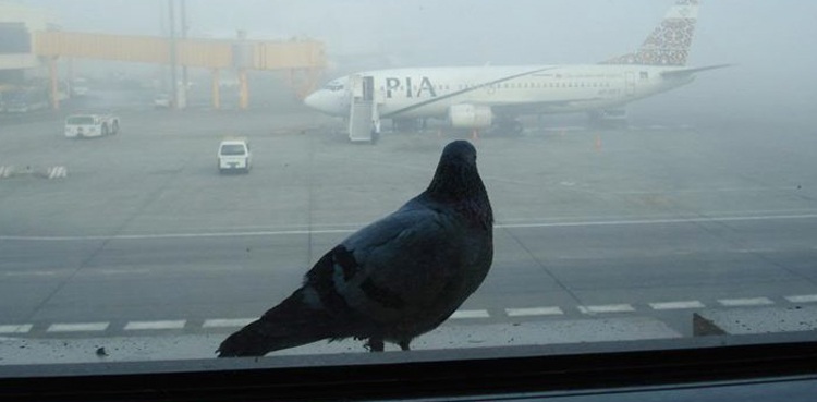 Action sought over rising bird-strike incidents near Peshawar airport