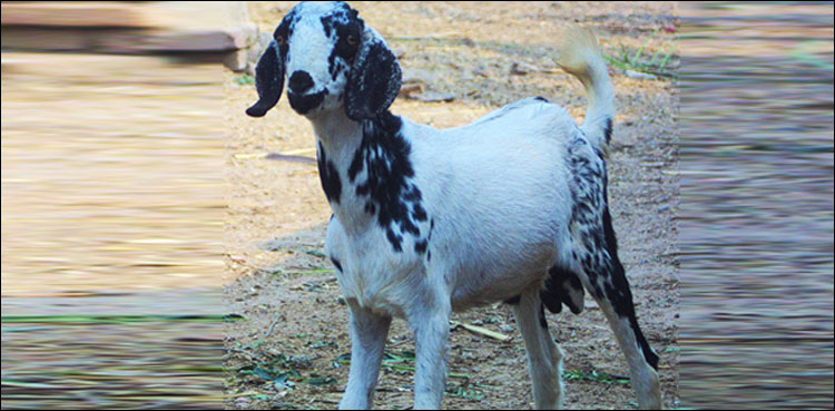 Mutant goat born without nose baffles villagers