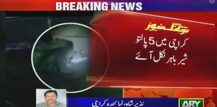 Lions on the loose in Karachi area after escaping from farmhouse