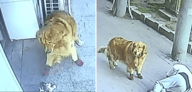 WATCH: Man knocked unconscious by falling cat in China