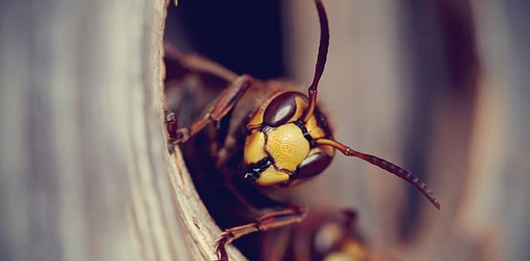 Dozens hospitalised after swarm of wasps attacks children at school