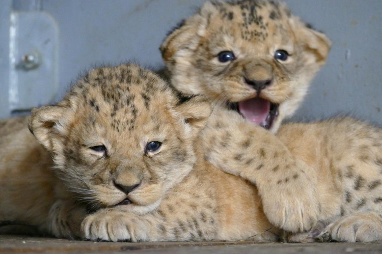 Lioness gives birth to two cubs at Peshawar zoo