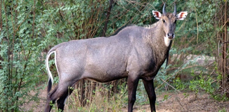 Over 500 rare animals missing from Islamabad zoo