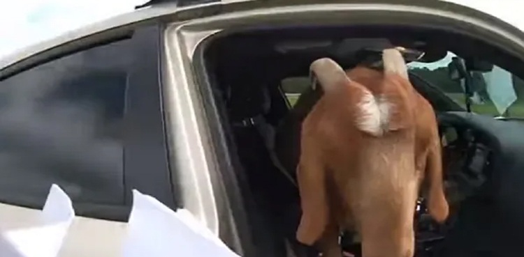 Viral video: Goat eats all paperwork of police officer in patrol car