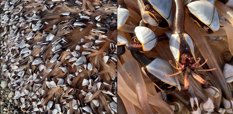 WATCH: Strange, pricey sea creatures washed up on UK beach