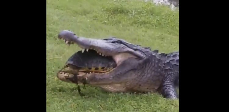 Turtle escapes alligators' wrath; video goes viral