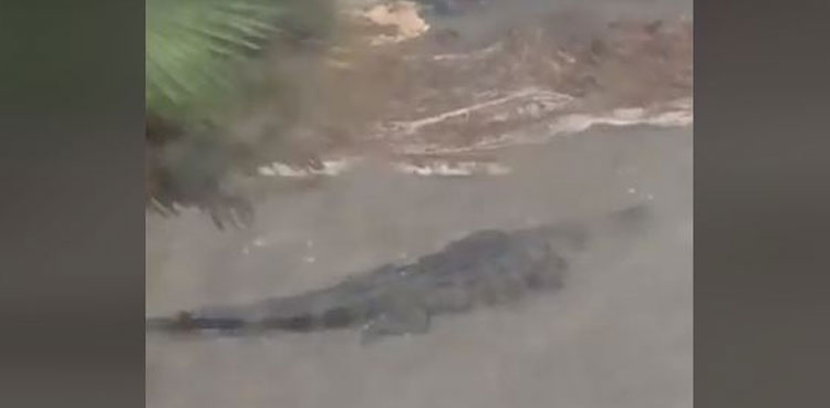 Viral video shows alligator swimming outside home
