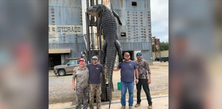 'Longest' alligator weighing 8,00 pounds caught in Arkansas