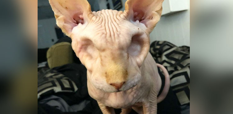 Cat with no eyes or fur has become internet sensation!