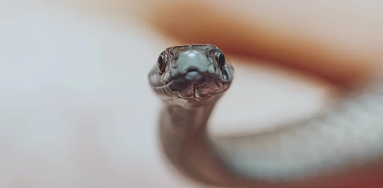 Girl, 8, bitten by snake dies after being denied anti-venom shot in Sukkur