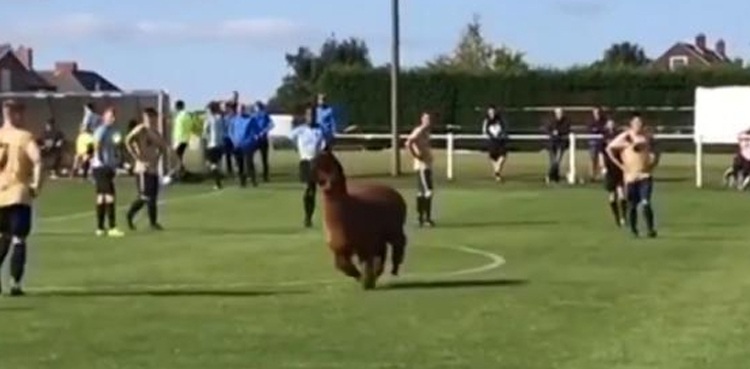 WATCH: Alpaca disrupts football match   