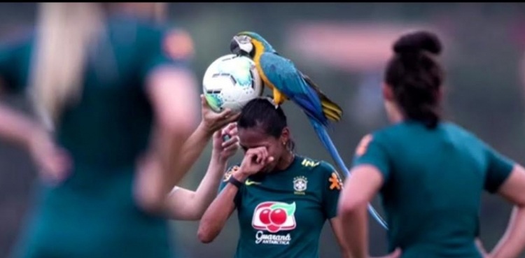 WATCH: Parrot lands on soccer player's head during practice session