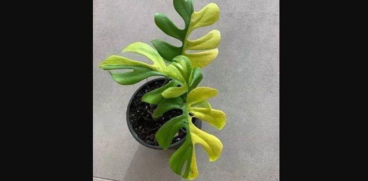 Plant with 4 half green and half yellow leaves sold for whopping £4,000