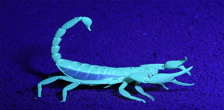 Giant scorpion population shoots up in Australia