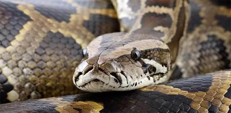 WATCH: 10-foot-long python blocks traffic at highway