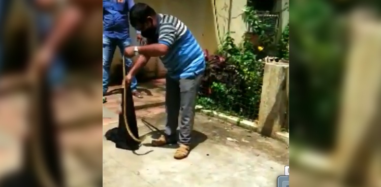 Snake slithers into bank's strong room in India