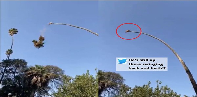 Man cuts tree while sitting on it; video goes viral