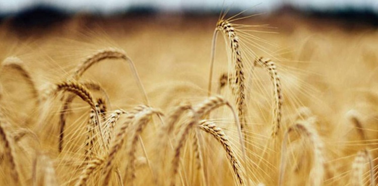 Sindh Cabinet sets Rs2200 per 40KG wheat price for next harvest
