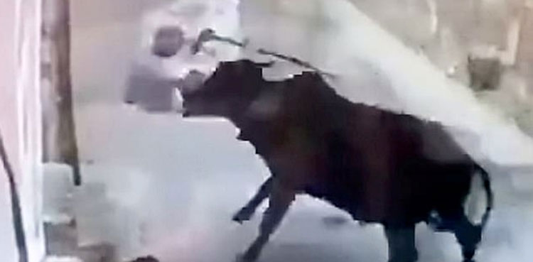 WATCH: Bull throws man into air after he hits him with stick