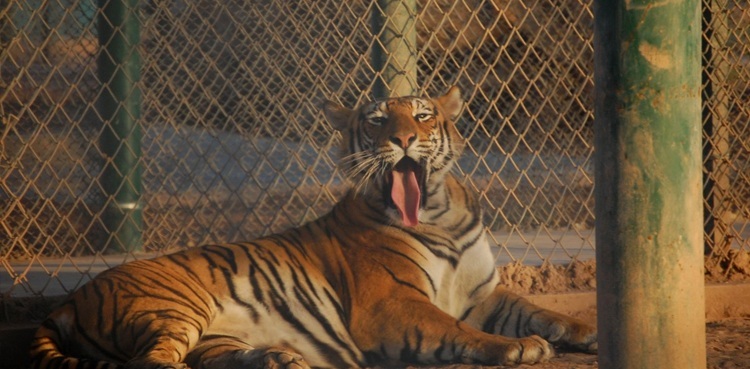Bengal tiger dies of kidney infection at Bahawalpur Zoo