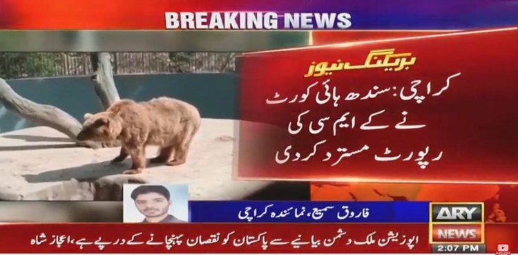 SHC rejects KMC report, orders to install AC in bear's enclosure