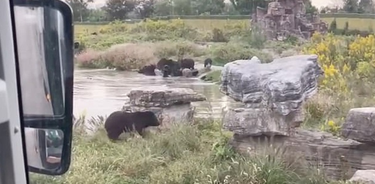 Horrific: Zookeeper mauled to death by bears